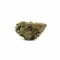 Great White Shark